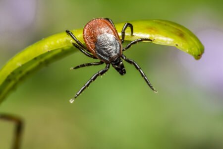 Keletas patarimų kaip apsisaugoti nuo Erkių